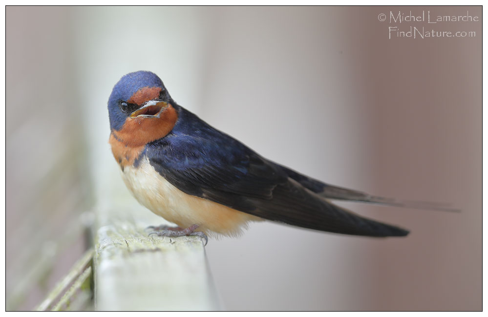 FindNature Photos Hirondelle Rustique Barn Swallow Hirundo FindNature Photos Hirondelle Rustique Barn Swallow Hirundo