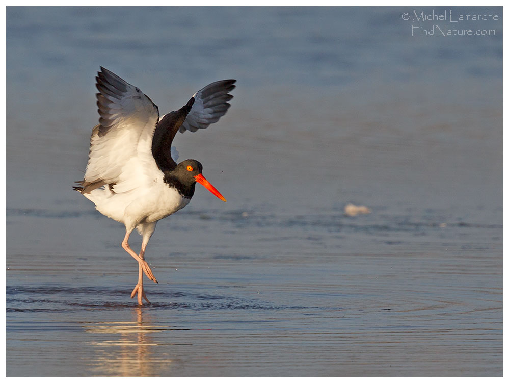 Cape May (New Jersey), 2015-05-10