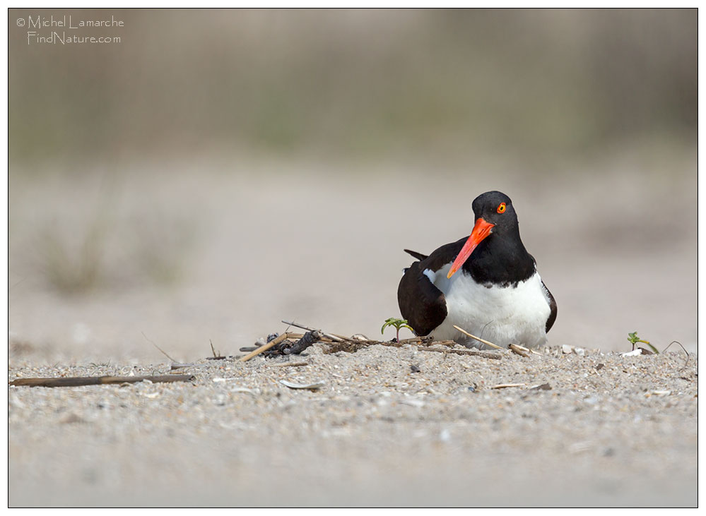 Cape May (New Jersey), 2015-05-12