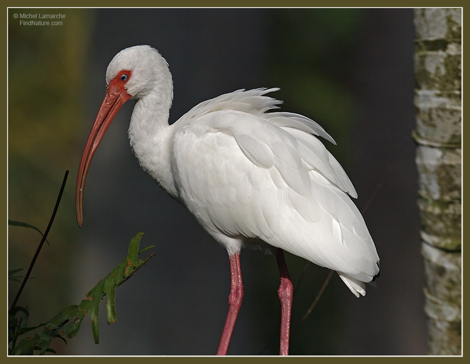 Flamingo gardens, (Floride), 2006-12-31