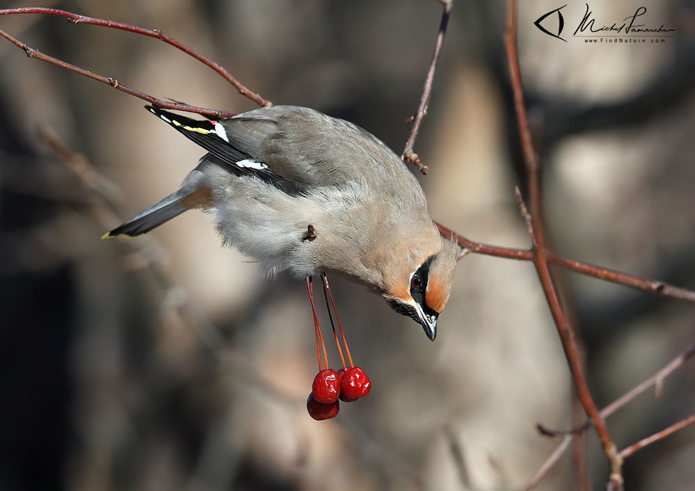 Boucherville (Québec), 2019-01-02