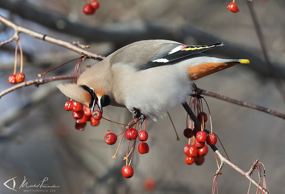 Boucherville (Québec), 2019-01-02