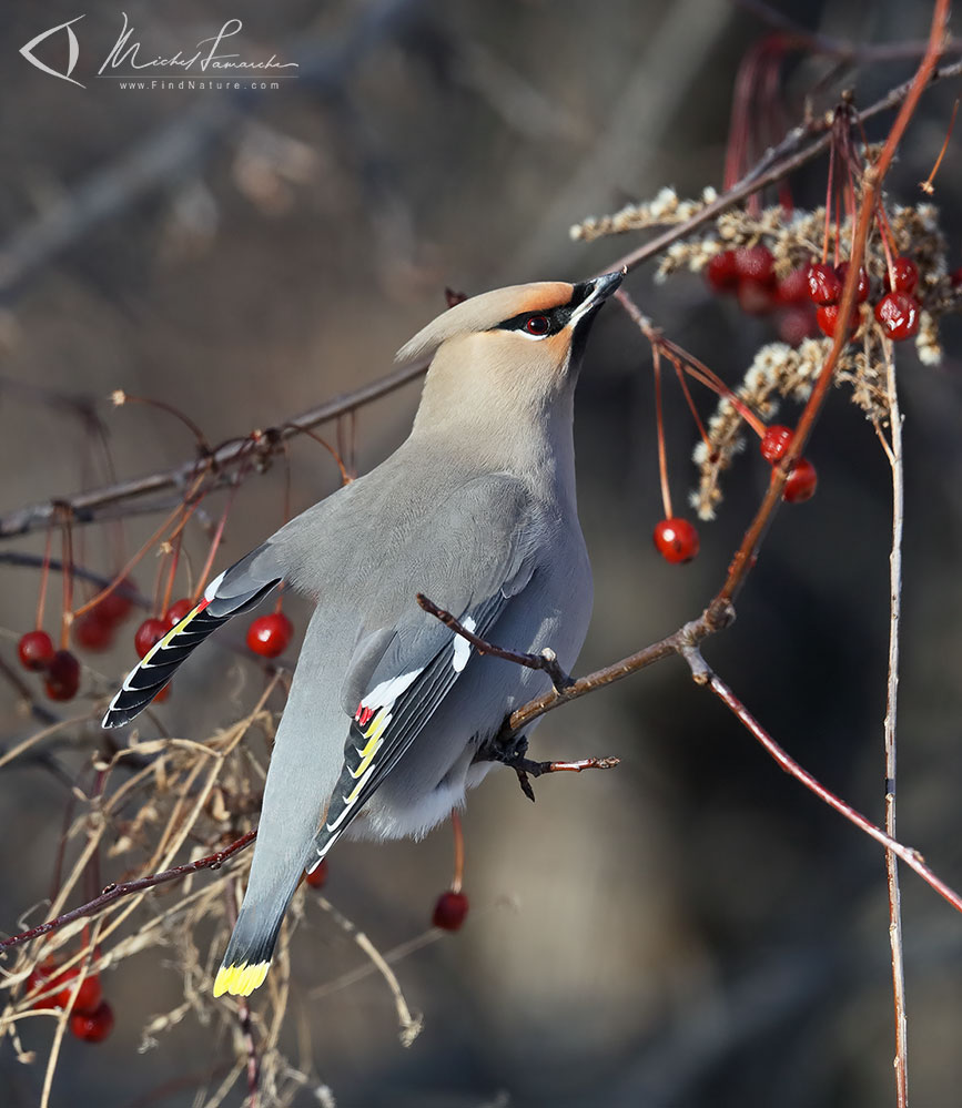 Boucherville (Québec), 2019-01-02