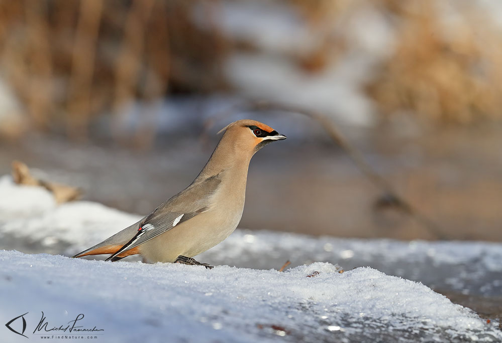 Boucherville (Québec), 2019-01-02