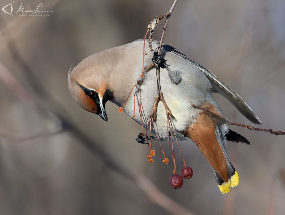 Boucherville (Qu&eacute;bec), 2026-02-01