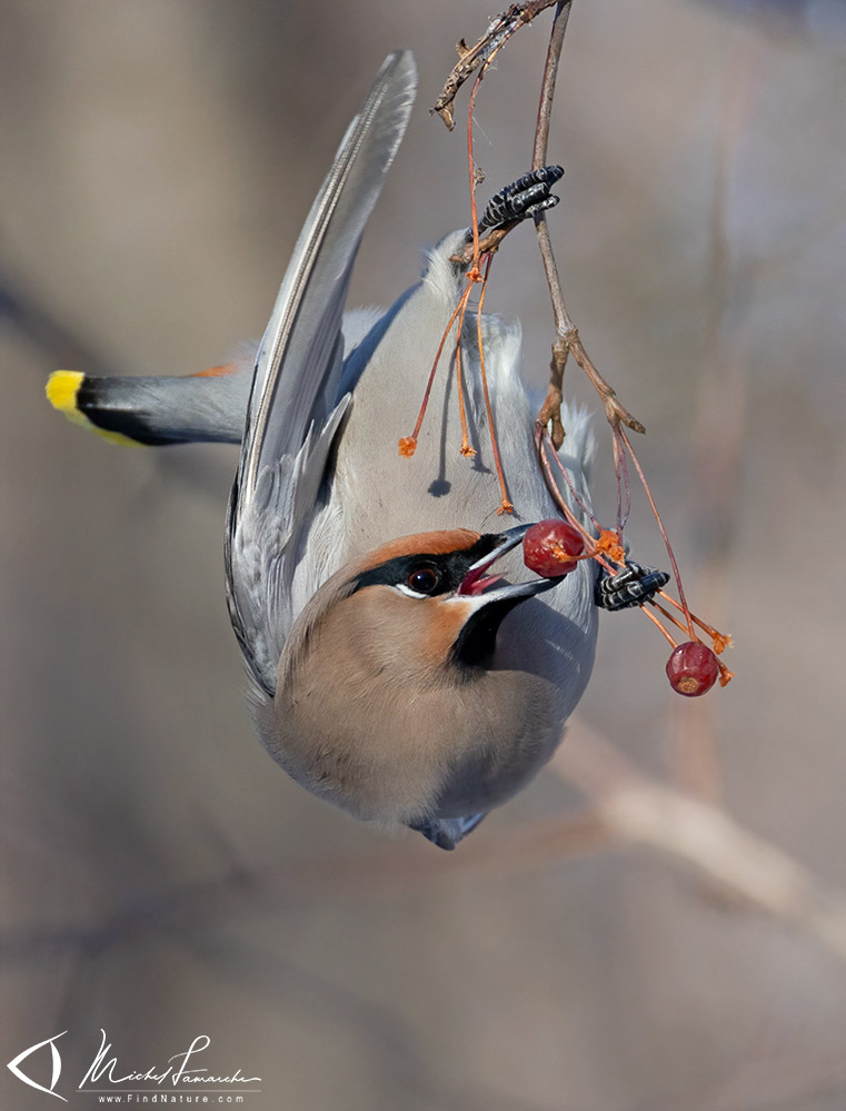 Boucherville (Qu&eacute;bec), 2026-02-01