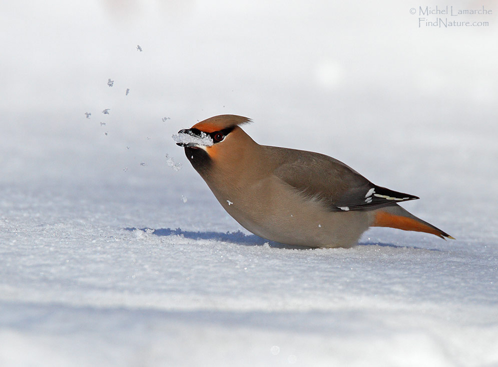 Boucherville (Québec), 2010-02-18