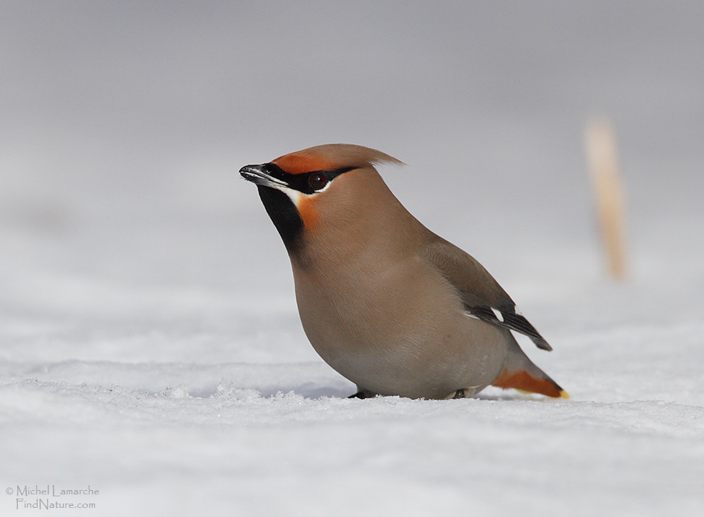 Boucherville (Québec), 2010-02-18