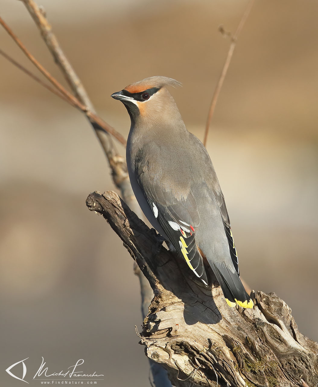 FindNature.com - Photos - Jaseur boréal, Bohemian Waxwing, Bombycilla ...