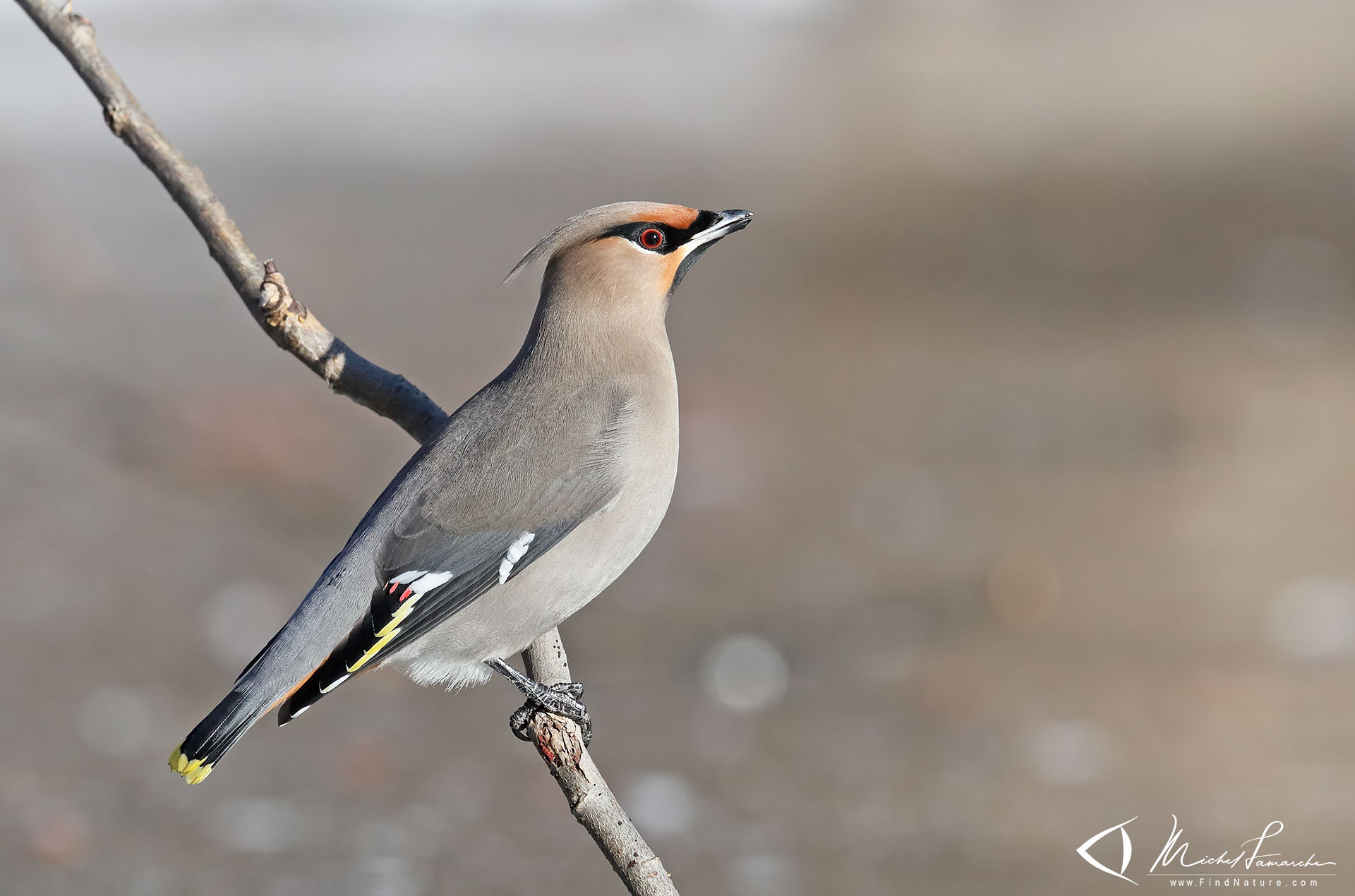 FindNature.com - Photos - Jaseur boréal, Bohemian Waxwing, Bombycilla ...