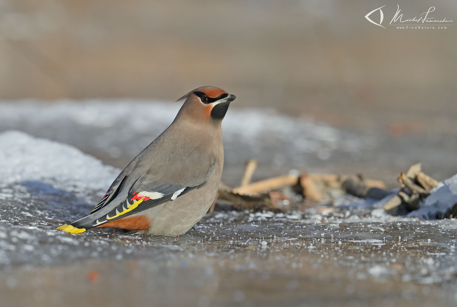 FindNature.com - Photos - Jaseur boréal, Bohemian Waxwing, Bombycilla ...