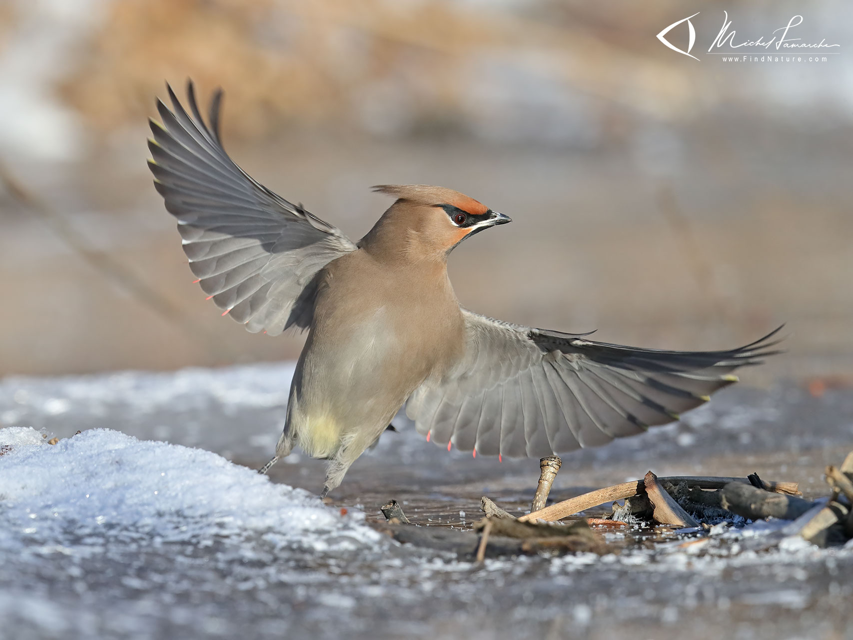 FindNature.com - Photos - Jaseur boréal, Bohemian Waxwing, Bombycilla ...