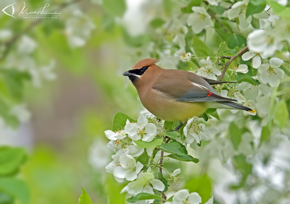 Boucherville (Québec), 2019-06-03