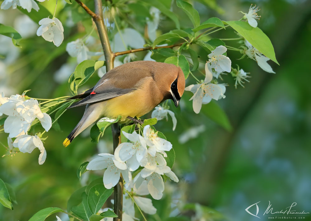 Boucherville (Québec), 2019-06-04