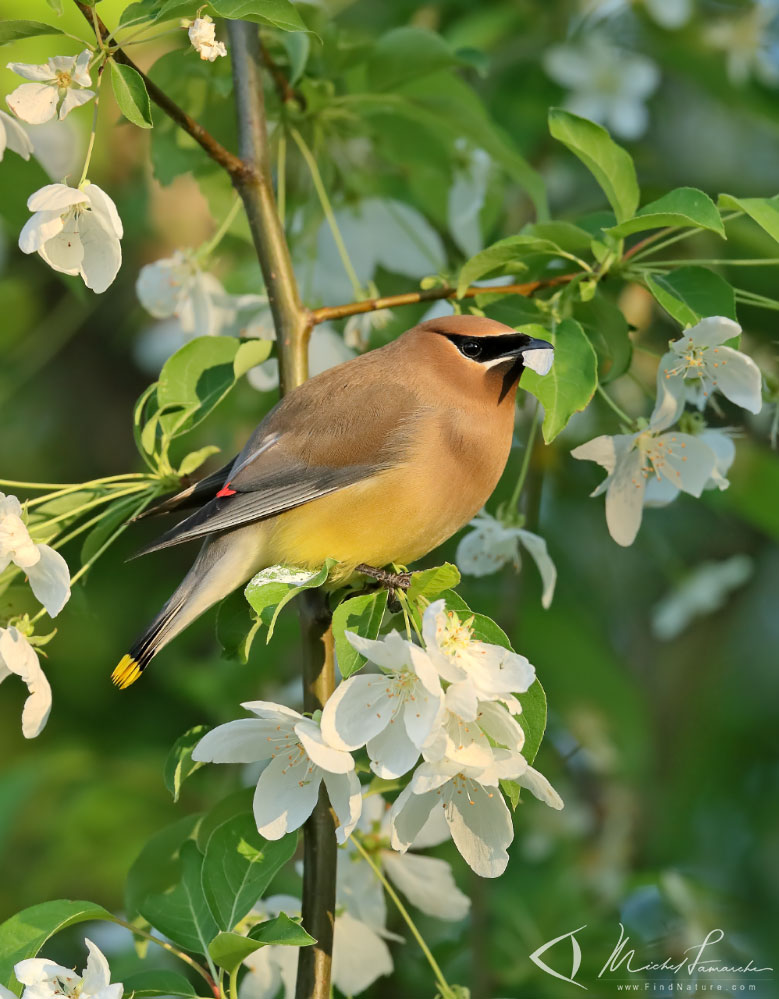 Boucherville (Québec), 2019-06-04