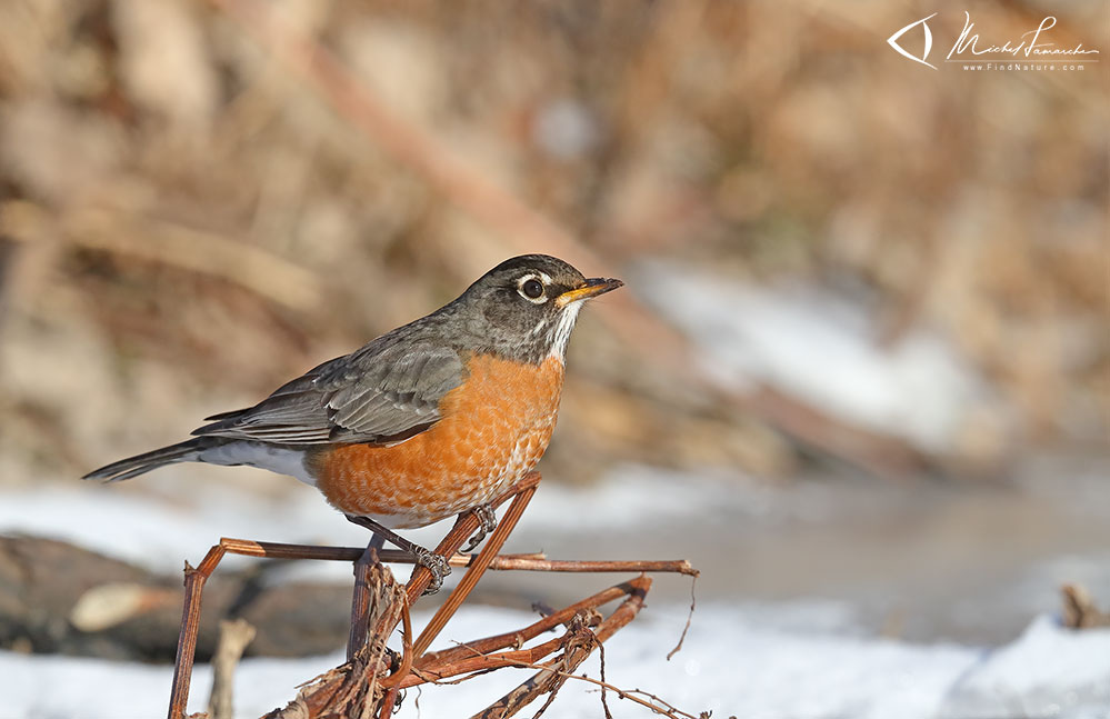 Boucherville (Québec), 2019-01-02