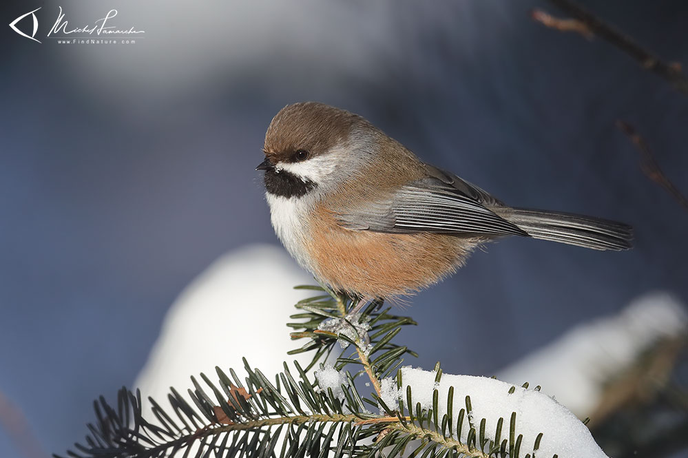 Région de Québec (Québec), 2018-12-05