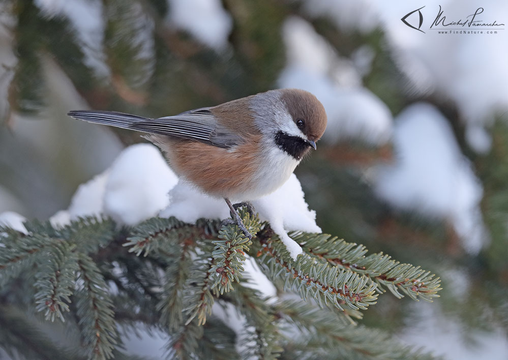 Région de Québec (Québec), 2018-12-05