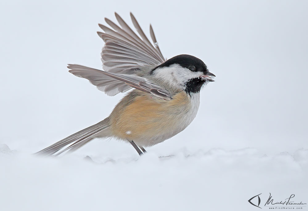 St-Bruno (Québec), 2011-02-13
