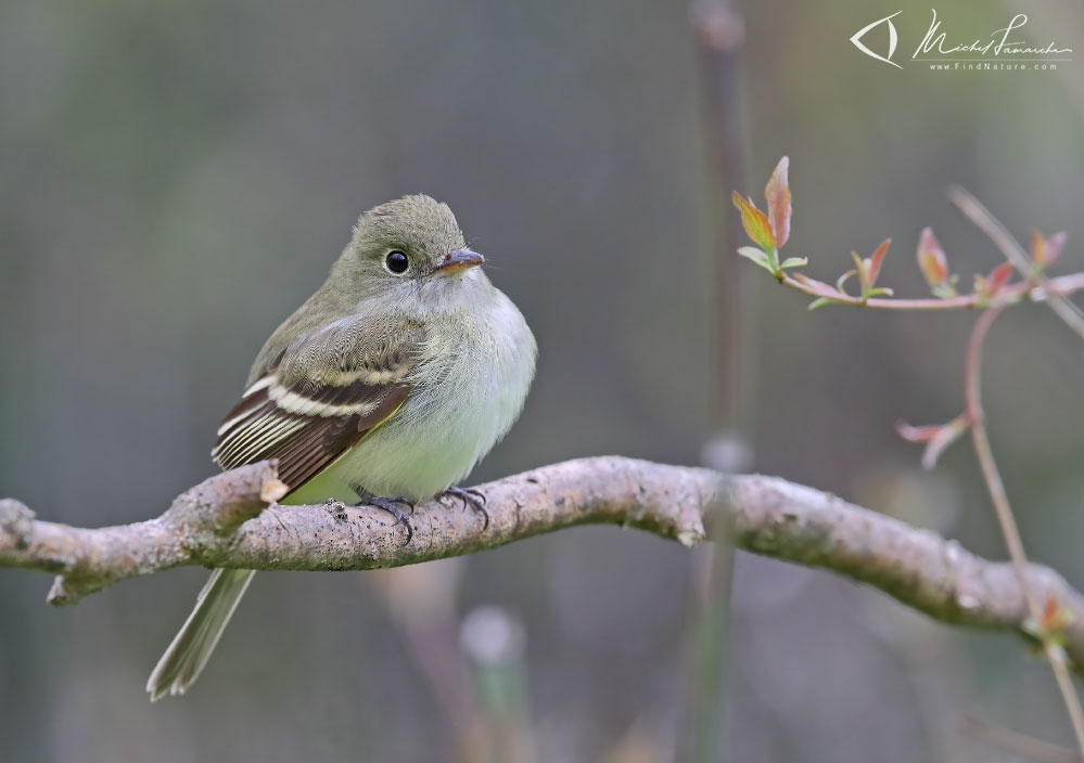 Pointe-Pelée (Ontario), 2019-05-10