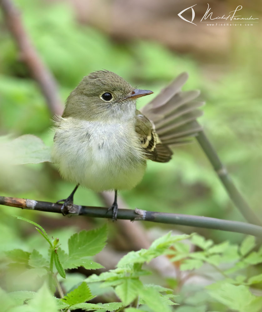 Pointe-Pelée (Ontario), 2019-05-10