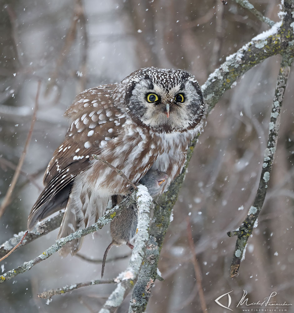 Montérégie (Québec), 2021-02-02