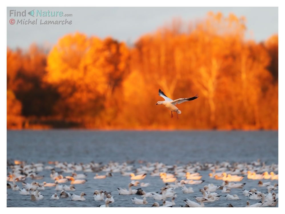 Victoriaville (Québec), 2016-10-23