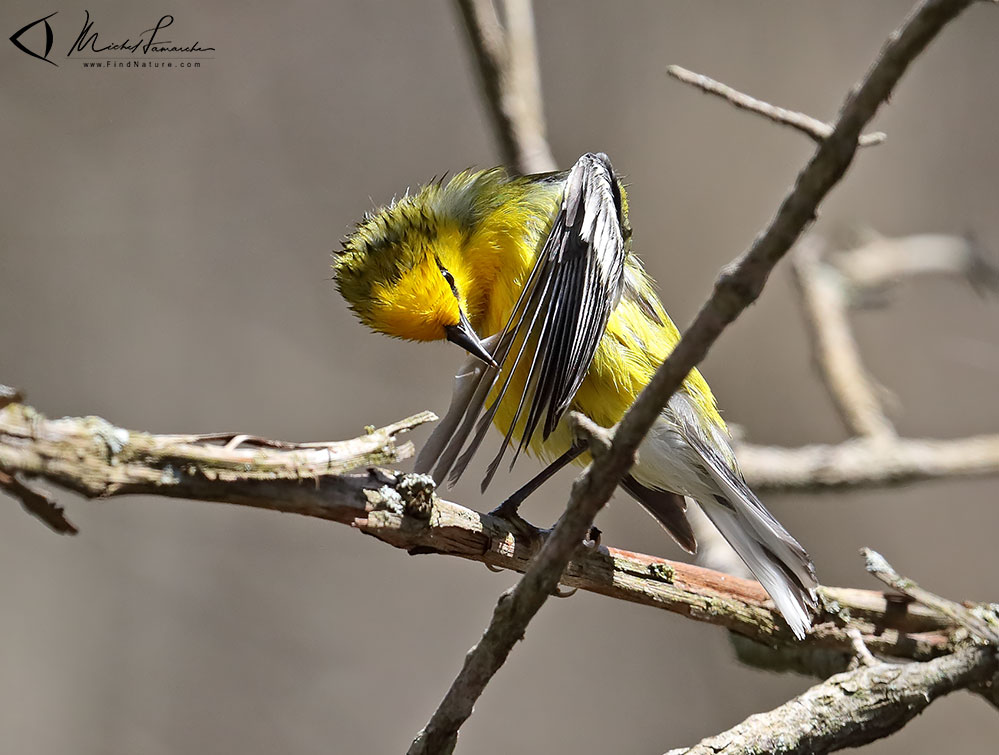 Mâle, Pointe-Pelée (Ontario), 2019-05-05