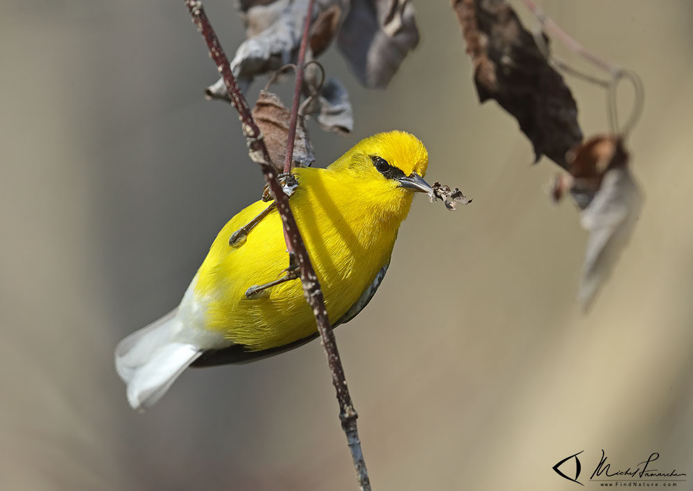 Mâle, Pointe-Pelée (Ontario), 2019-05-05