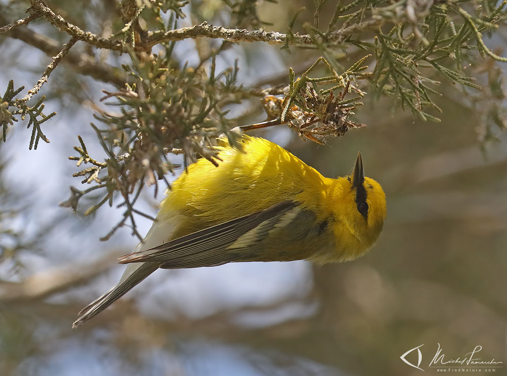 Mâle, Pointe-Pelée (Ontario), 2019-05-06