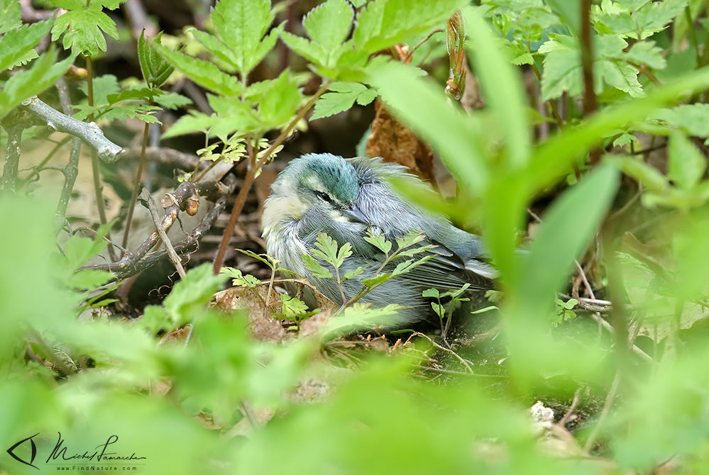 Femelle, Pointe-Pelée (Ontario), 2019-05-11