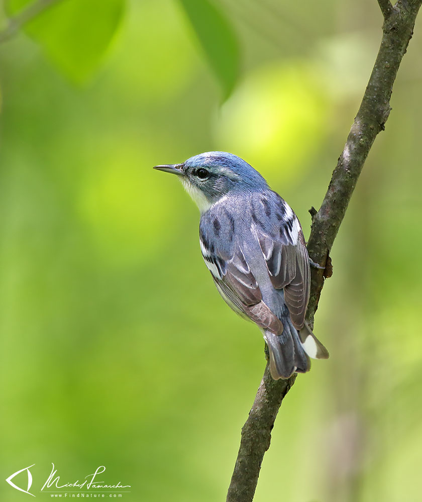 Mâle, Pointe-Pelée (Ontario), 2009-05-14