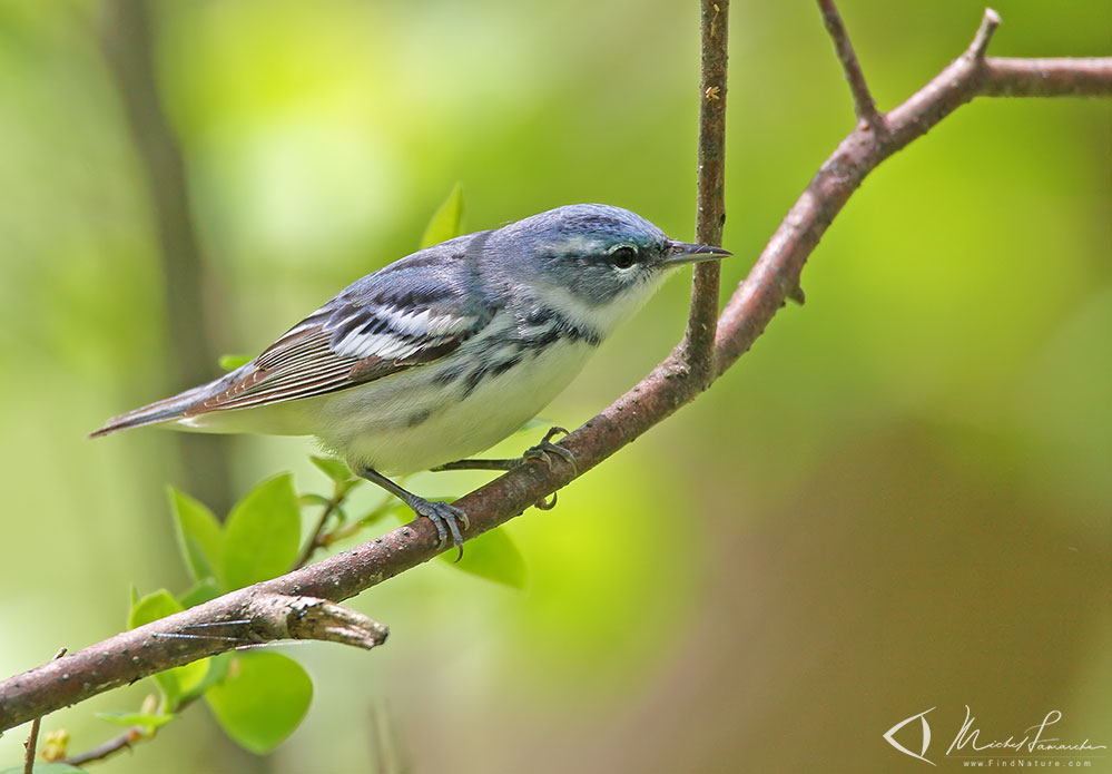 Mâle, Pointe-Pelée (Ontario), 2009-05-14