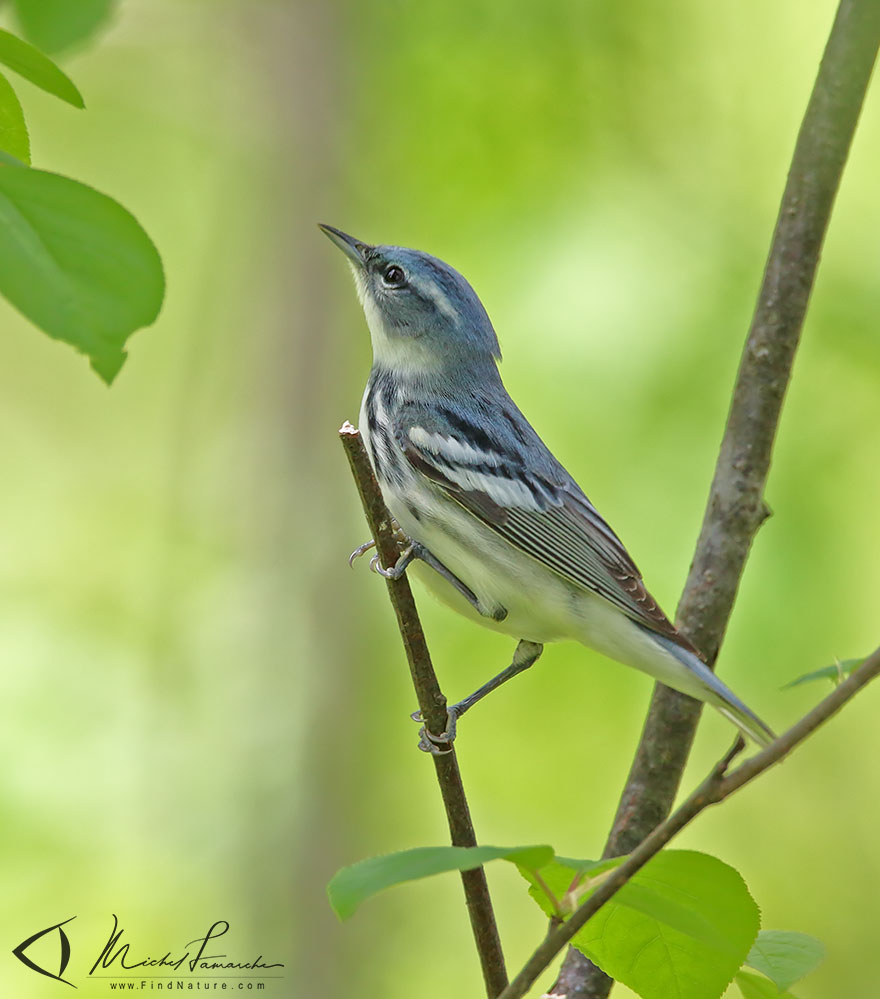 Mâle, Pointe-Pelée (Ontario), 2009-05-14