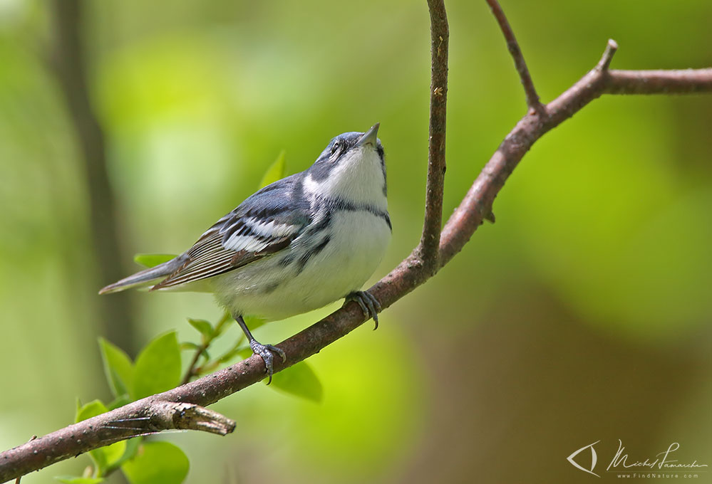 Mâle, Pointe-Pelée (Ontario), 2009-05-14