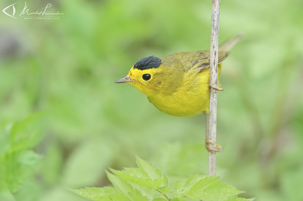 Pointe-Pelée (Ontario), 2019-05-09