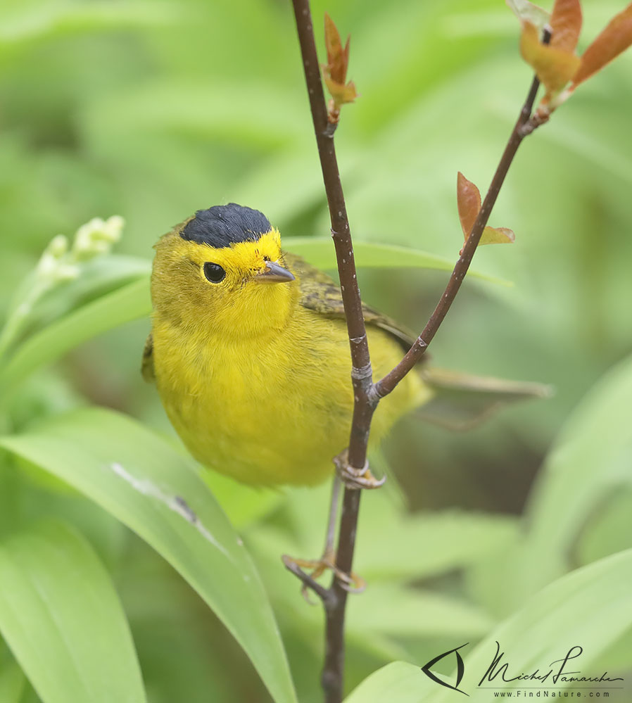 Pointe-Pelée (Ontario), 2019-05-09