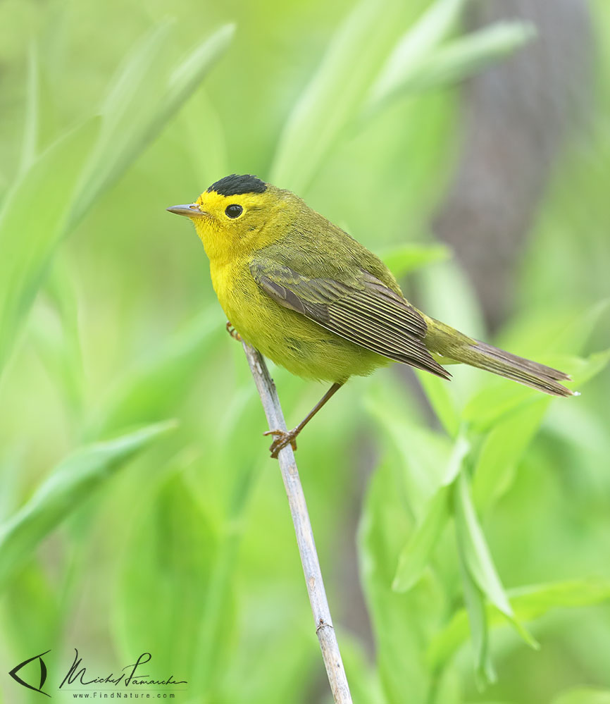 Pointe-Pelée (Ontario), 2019-05-09