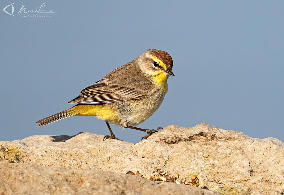 Pointe-Pelée (Ontario), 2019-05-08