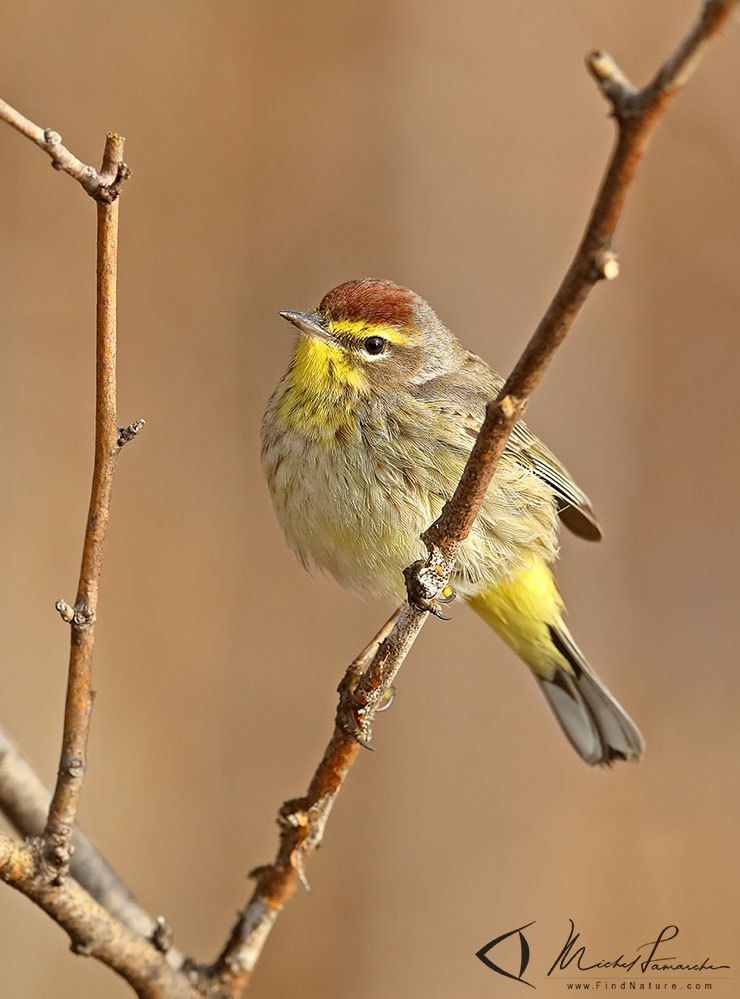 Pointe-Pelée (Ontario), 2019-05-05