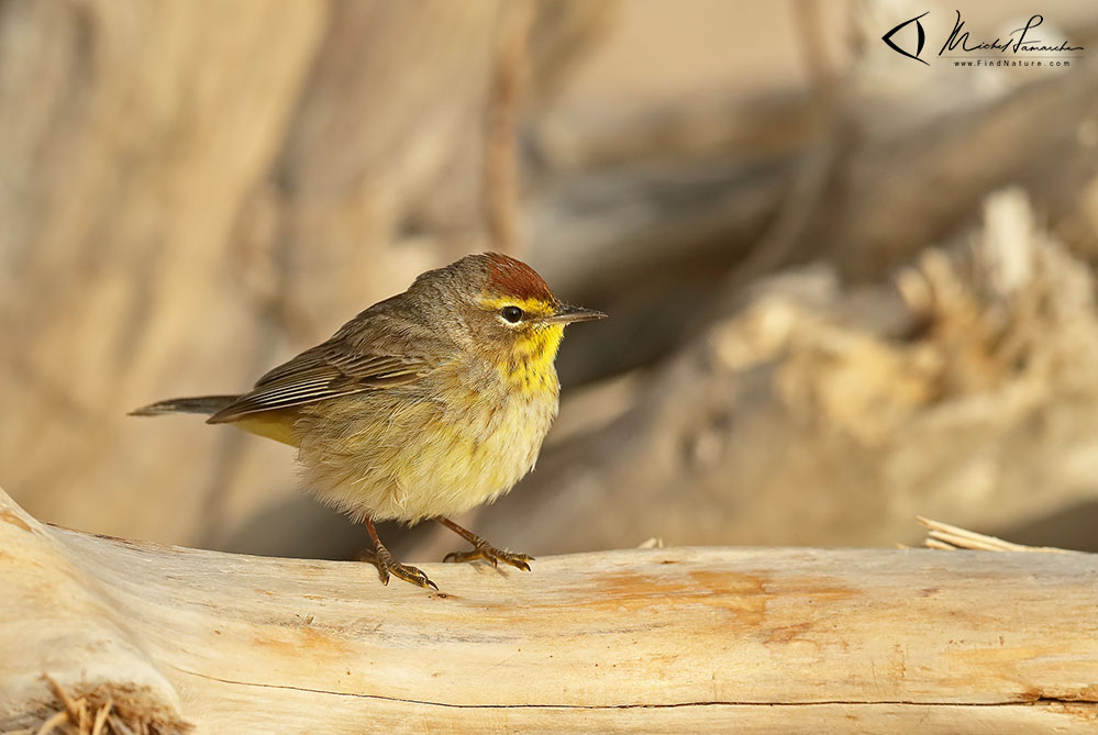 Pointe-Pelée (Ontario), 2019-05-05