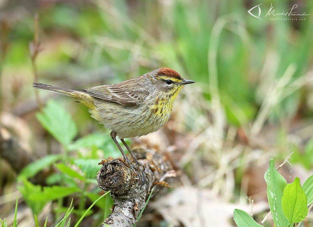 Pointe-Pelée (Ontario), 2019-05-07