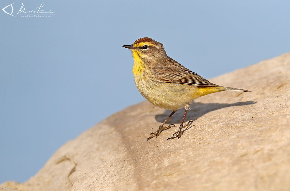 Pointe-Pelée (Ontario), 2019-05-07