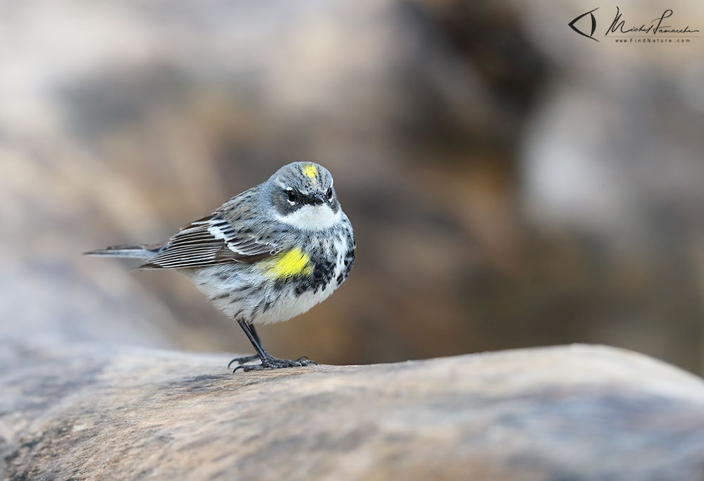 Femelle, Pointe-Pelée (Ontario), 2019-05-10