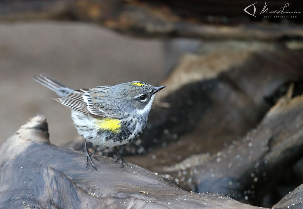 Femelle, Pointe-Pelée (Ontario), 2019-05-10