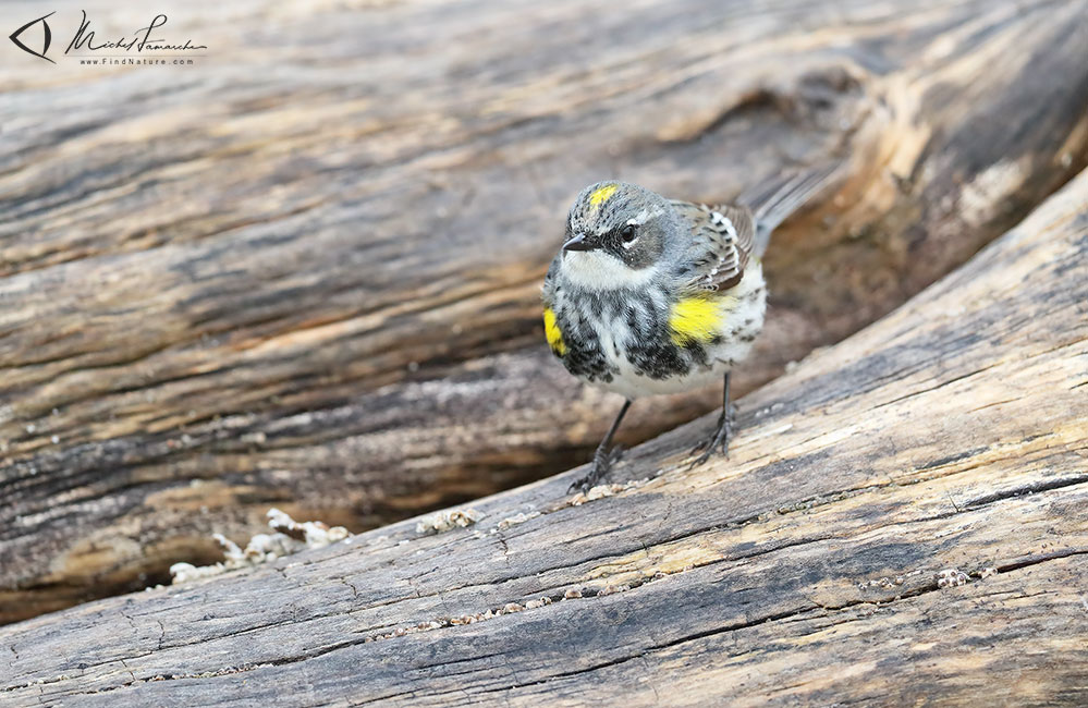 Femelle, Pointe-Pelée (Ontario), 2019-05-10