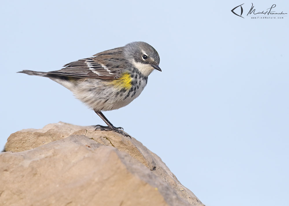 Femelle, Pointe-Pelée (Ontario), 2019-05-08