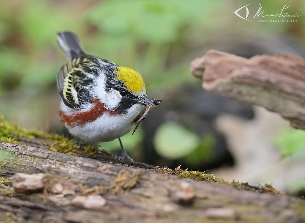 Pointe-Pelée (Ontario), 2019-05-09