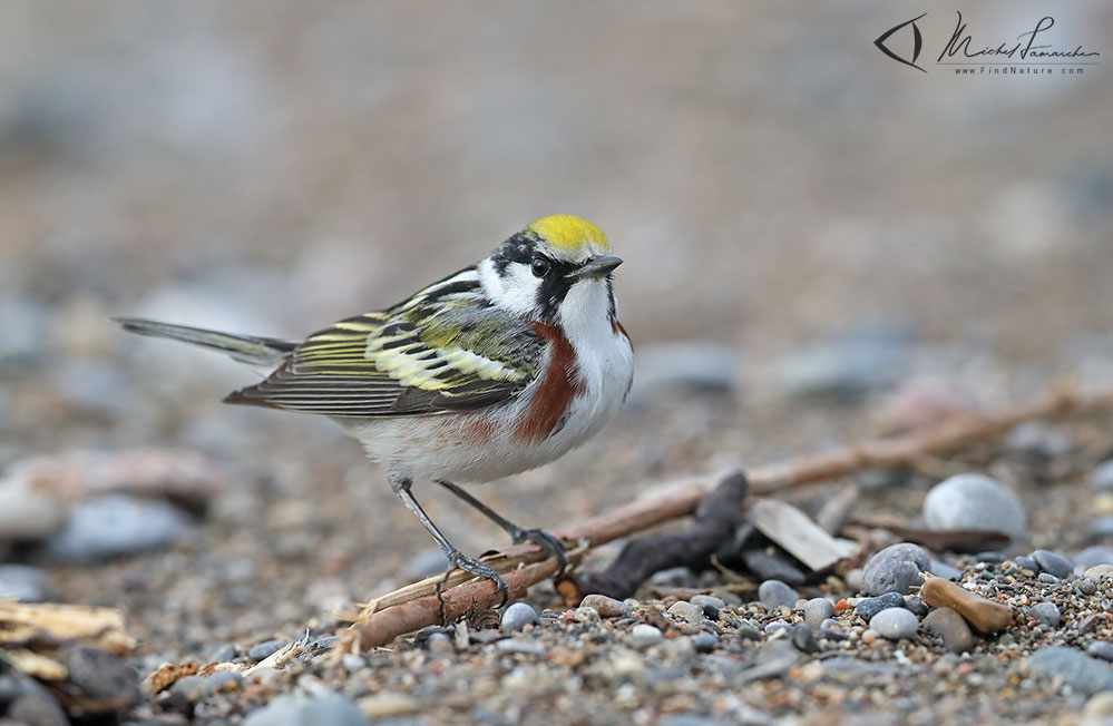 Pointe-Pelée (Ontario), 2019-05-09