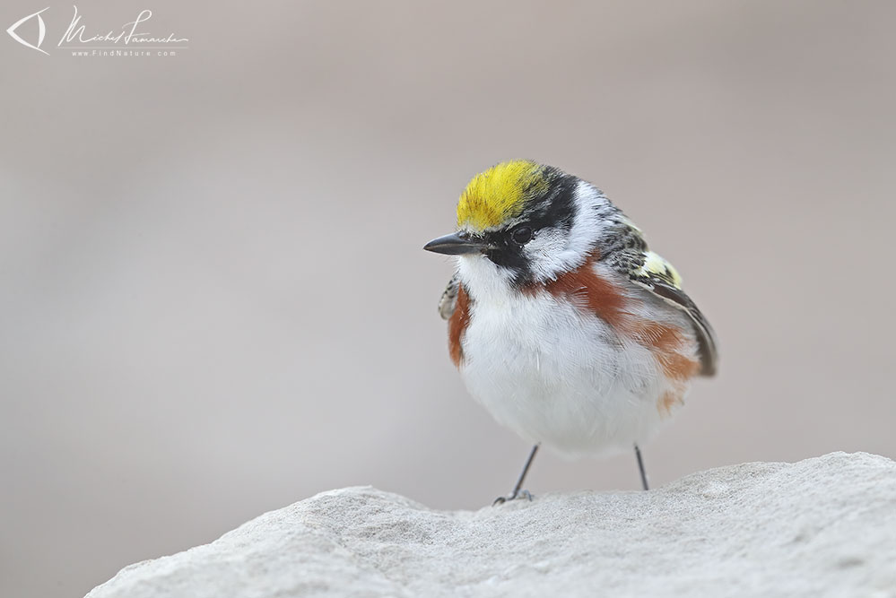 Pointe-Pelée (Ontario), 2019-05-09